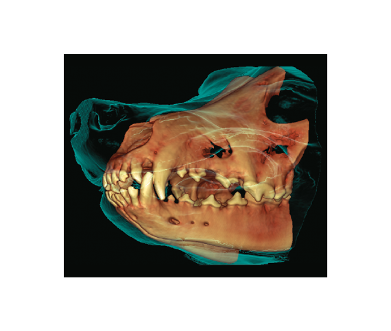 Planmed-Verity-Vet-Image-Quality-New